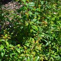 Eugenia uniflora